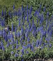 Veronica spicata