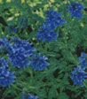 Veronica teucrium 'Koenigsblau'