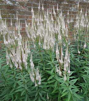Veronicastrum virginica 'Alba'
