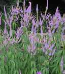 Veronicastrum virginicum 'Pink Glow'