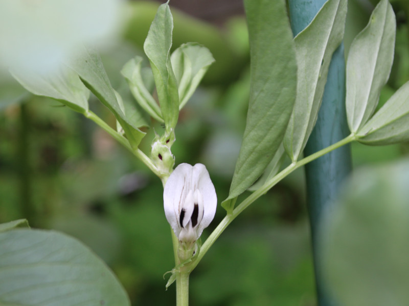 Vicia faba