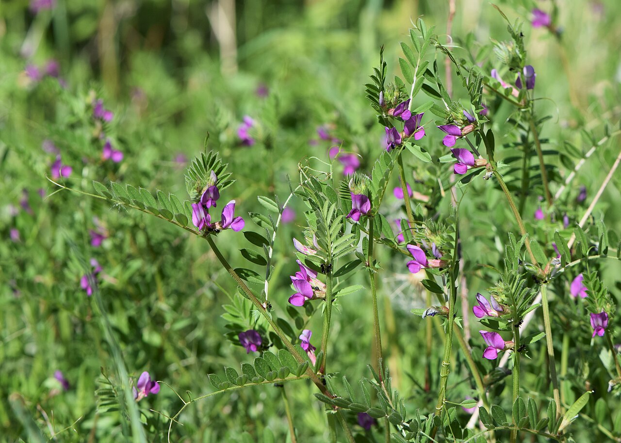 Vicia sativa