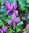 Viola odorata