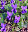 Viola odorata