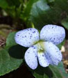 Viola sororia (obliqua) 'Freckles'