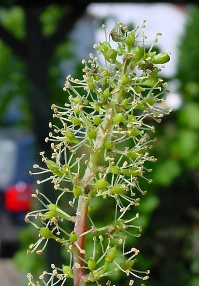 Vitis vinifera
