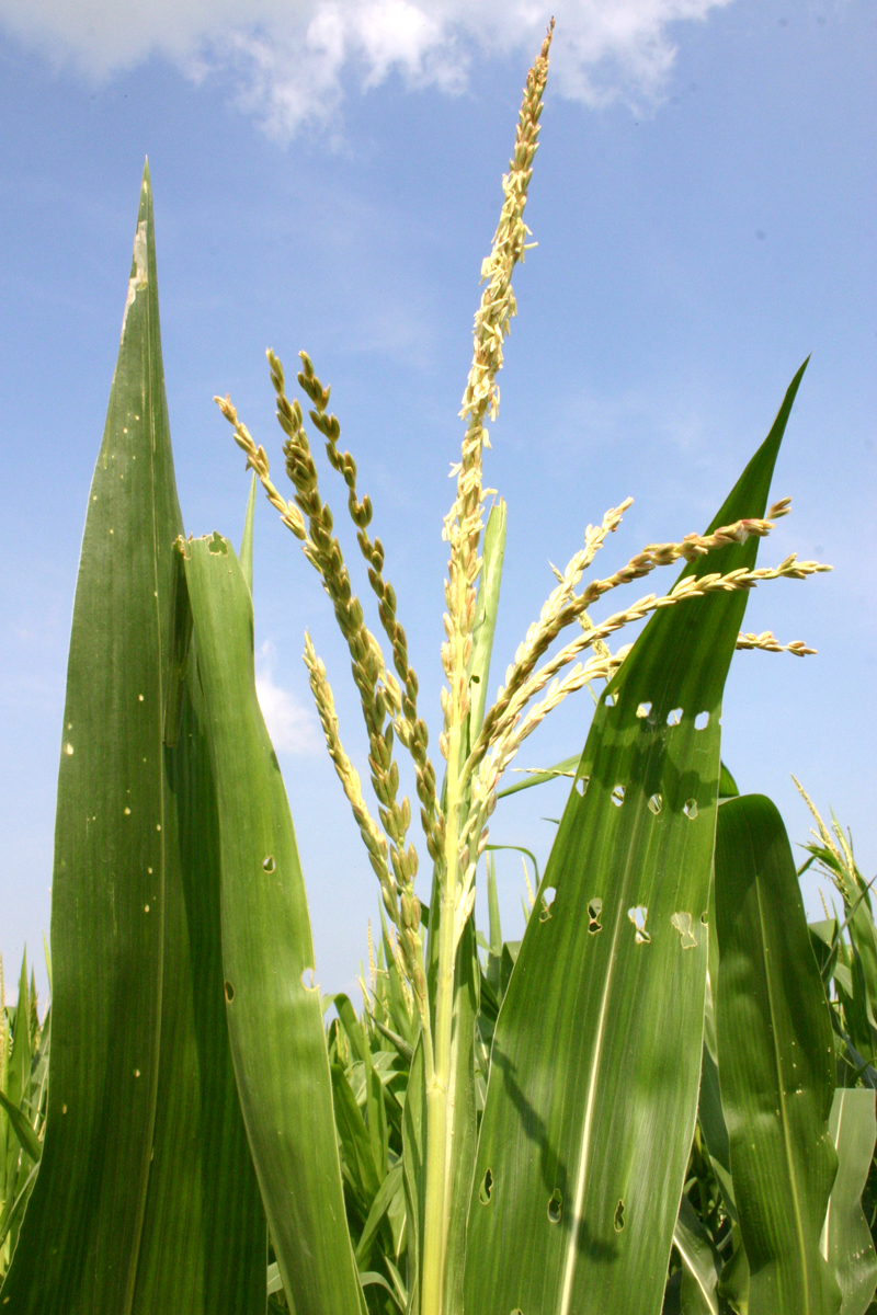 Zea mays